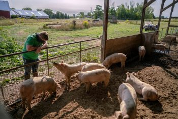 Pete Messmer with newly purchased pigs on his farm. Due to the closure of slaughterhouses in the Midwest because of COVID-19 infections these pigs were going be euthanized. Not wanting to see pigs killed for nothing, the Messmers bought them and have now begun a whey-fed pork share. Cutting down on food waste is a community wide effort in the Ithaca region shared by many organizations from the Wegmans supermarket chain that rescues annually 11 million pounds of food to the Friendship Donations Network that serves more than 2,000 people per week with food that otherwise would go to waste.