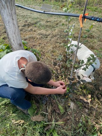 checking on apple rootstock.