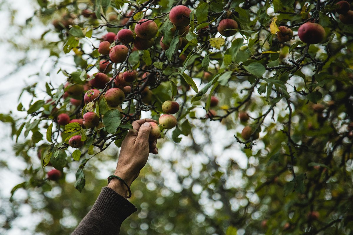 picking wild apples as part of a foraging project in upstate new york Photo credit: South Hill Cider