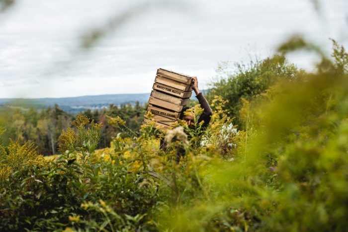 Steve Selin carries harvesting materials to gather wild apples.