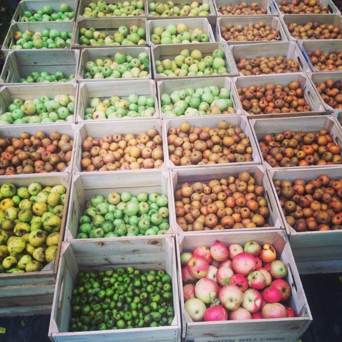 Some of South Hill Cider's apple harvest. (Photo credit: South Hill Cider)