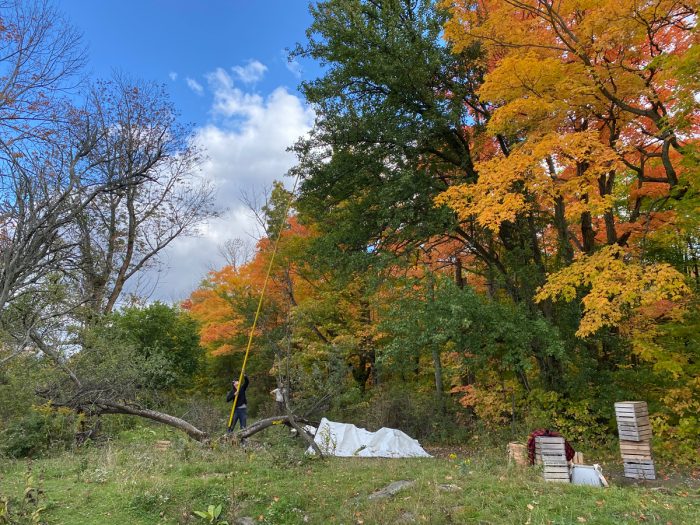 Harvesting wild pears in upstate New York.