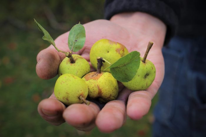 Wild pears. (Photo credit: South Hill Cider)