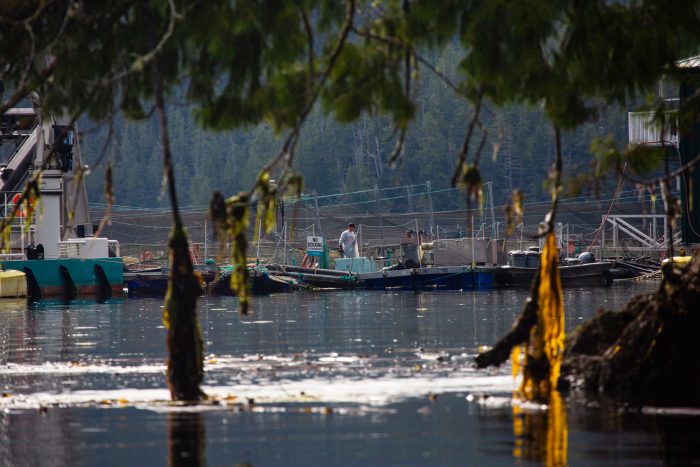 Cermaq fish farm anchored to Saranac Island in the Ahousaht First Nation's territory.