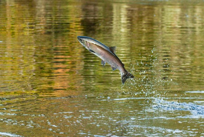 A coho salmon jumps in still marine waters along the central coast of British Columbia, Heiltsuk First Nation unceded traditional territory.