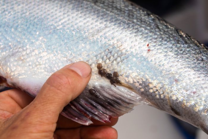 A collection of sea lice on an adult Chinook salmon caught in the open ocean in Tla-o-qui-aht territory. On an adult fish these sea lice are harmless, but this many lice on a juvenile salmon could be fatal.