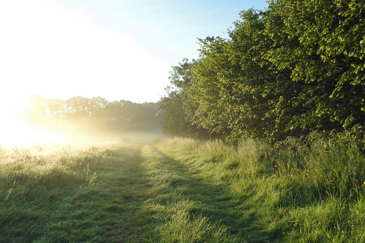 The sun floods the wet meadow making the dew sparkle and the plants appear back lit