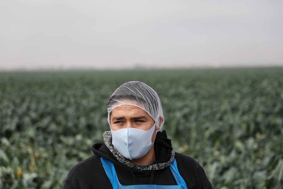 A farmworker in a broccoli field in Calexico, California. (Photo credit: Sandy Huffaker/Getty Images)