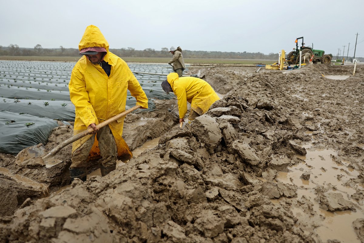 Farmworkers dig an irrigation canal around a field of strawberries as the Salinas River begins to overflow its banks on January 13, 2023 in Salinas, California. Several atmospheric river events continue to pound California with record rainfall and high winds. (Photo by Justin Sullivan/Getty Images)