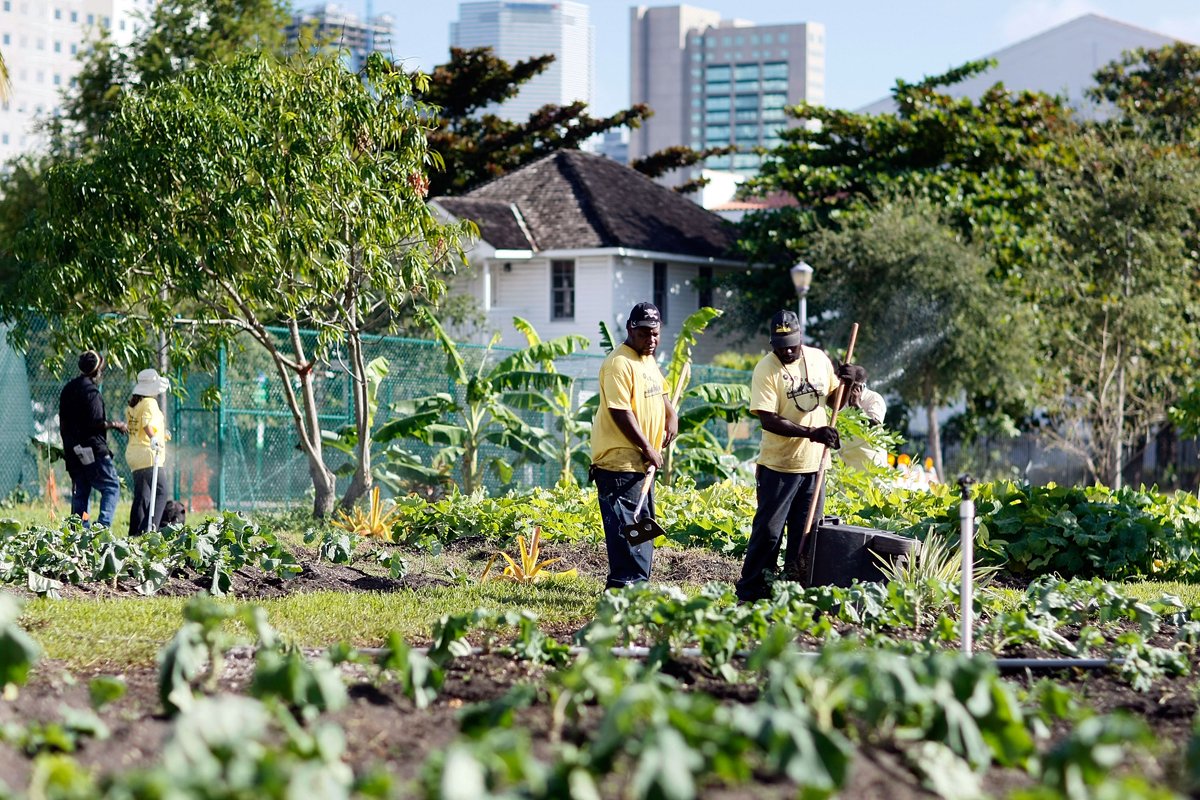 Ronald White (left) and Willington Rolle work in the Roots in the City urban garden in Miami's Overtown neighborhood on October 21, 2009 in Miami, Florida. The 2-acre lot, which was once a blighted area, features collard greens, citrus trees, papayas, and an assortment of vegetables. (Photo by Joe Raedle/Getty Images)