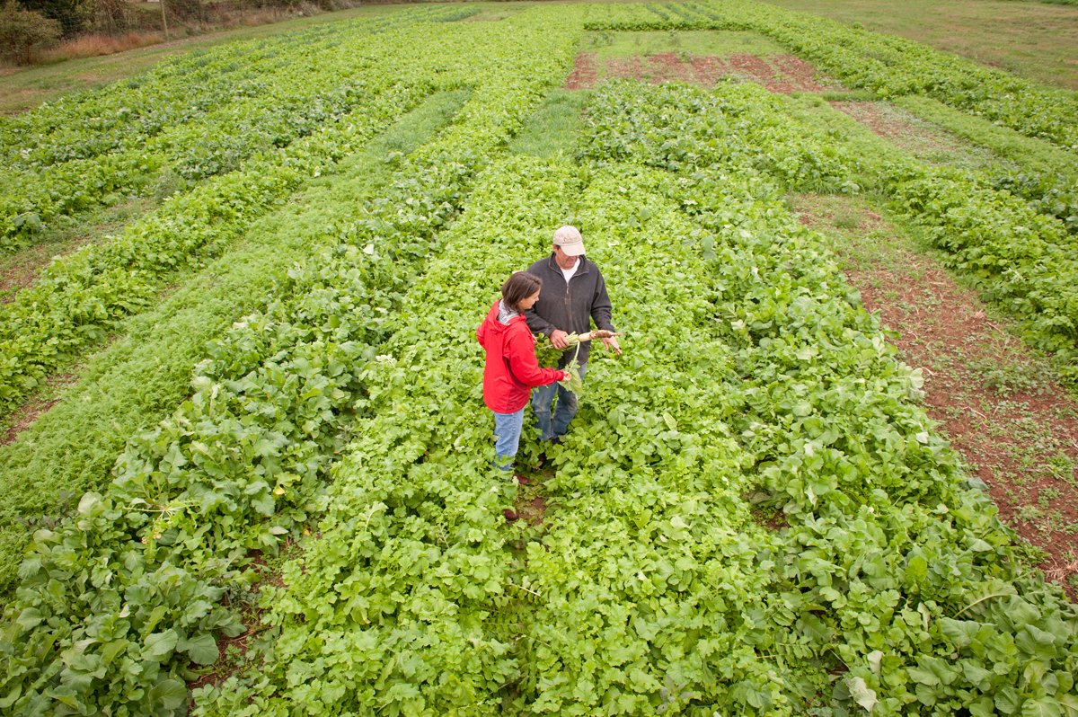 Organic farmers grow radishes as cover crops. (Photo credit: Sustainable Agriculture Research and Education Cover Crop Image database)