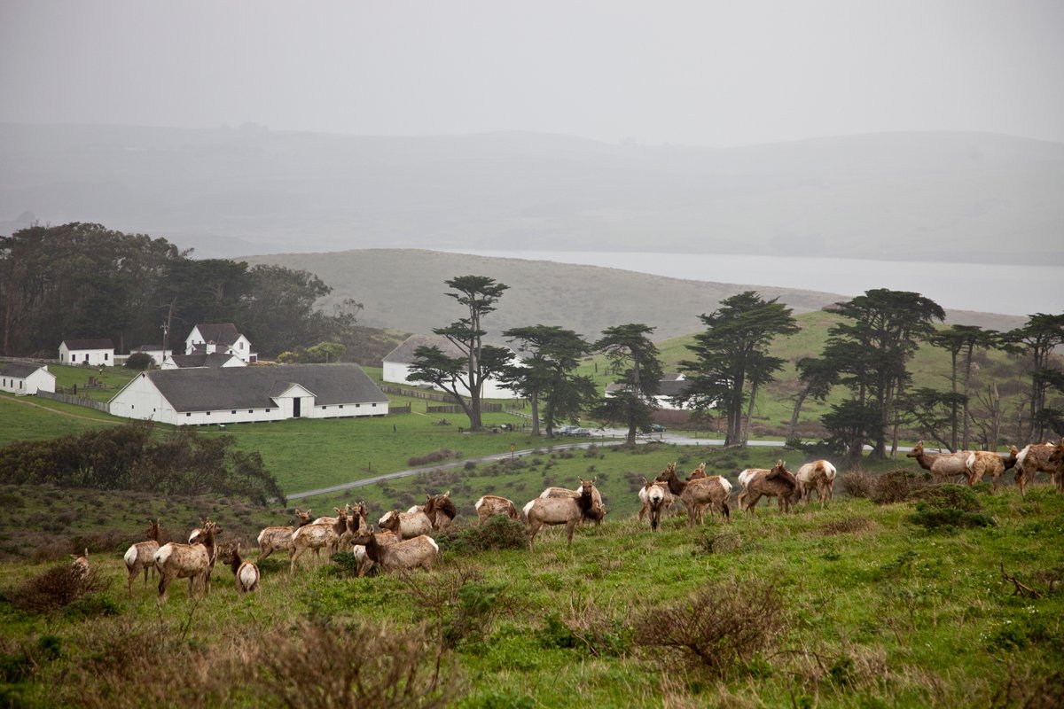 A herd of tule elk, overlooking Pierce Point Ranch and Tomales Bay.