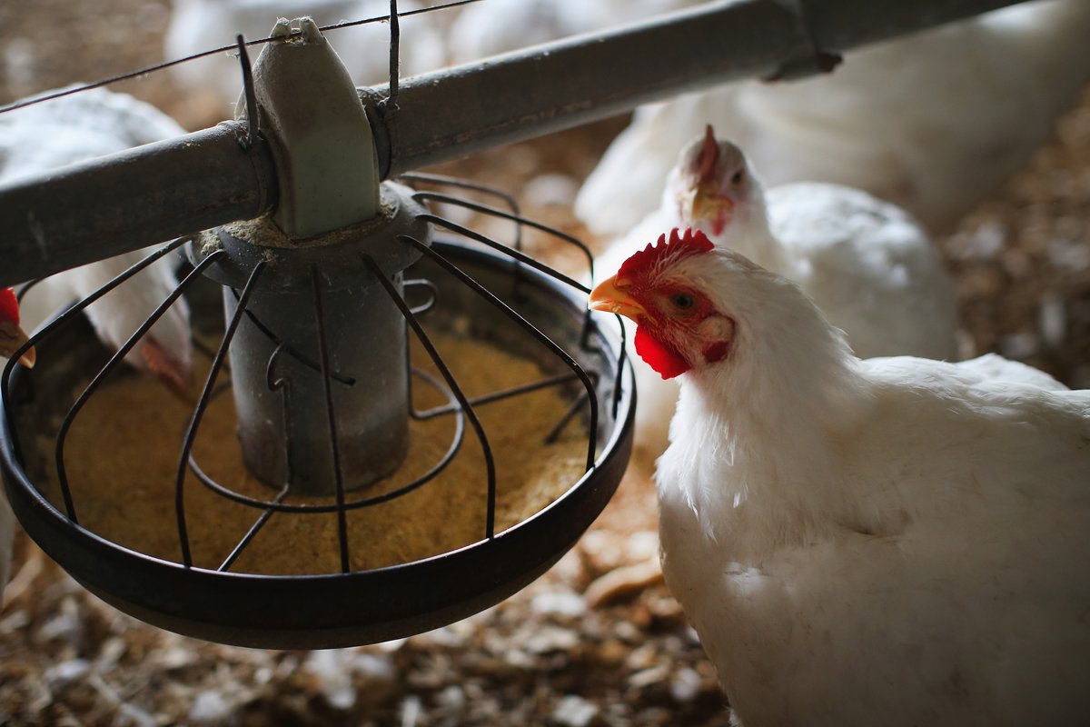 hickens gather around a feeder at a farm on August 9, 2014 in Osage, Iowa. Photo by Scott Olson/Getty Images