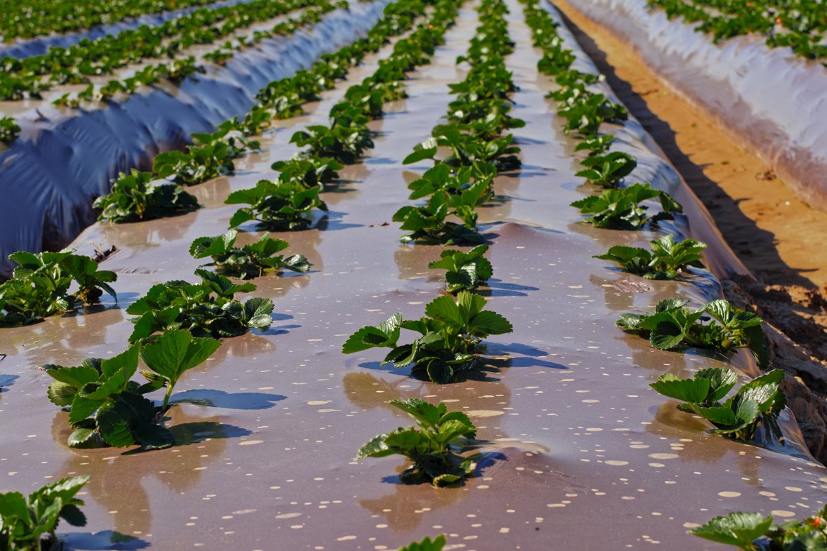 Rows of plastic-covered strawberry plants.