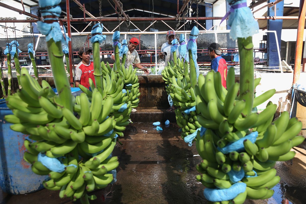 Workers unload green bananas for washing at the Santa Cruz banana plantation in Ciudad Hidalgo, Chiapas, Mexico. The fruit from the plantation in the Mexican state of Chiapas is harvested year round and shipped to clients in Mexico and the United States, incluiding Chiquita, the leading American banana distributor. (Photo credit: John Moore/Getty Images)