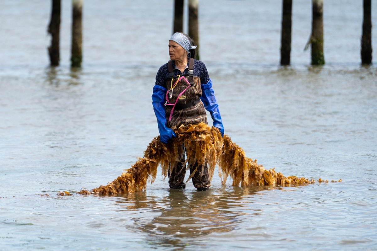 Donna Collins-Smith hauls out kelp lines for the Shinnecock Kelp Farmers on Shinnecock Bay. (Photo credit: Rebecca Phoenix)