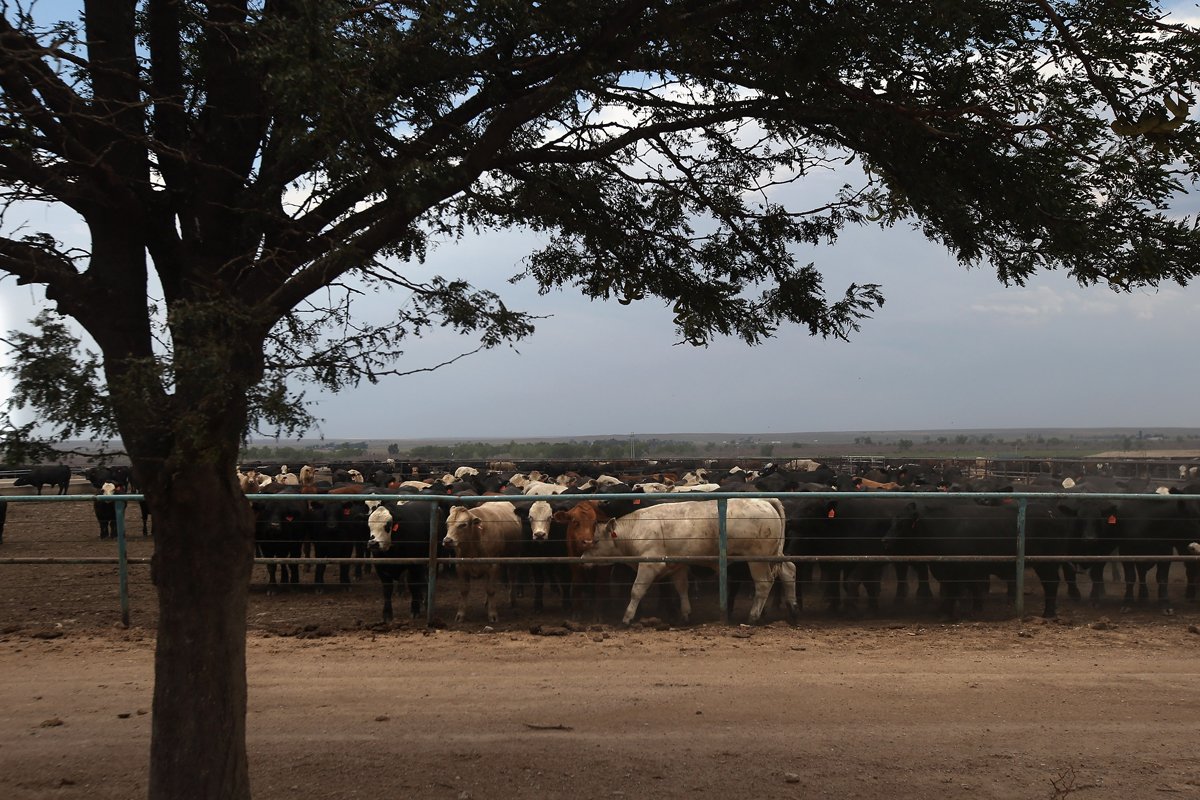 Cattle crowd inside a feedlot operated by JBS Five Rivers Colorado Beef on August 22, 2012 near Wiley, Colorado. (Photo by John Moore/Getty Images)