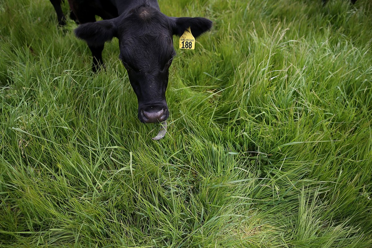 A regeneratively grazed beef cow eating grass