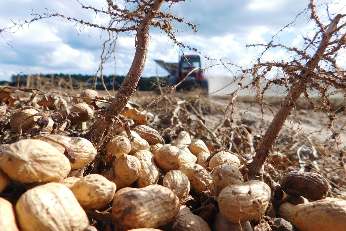 peanuts in a field being harvest by a tractor. Photo CC-licensed by the Georgia Peanut Commission