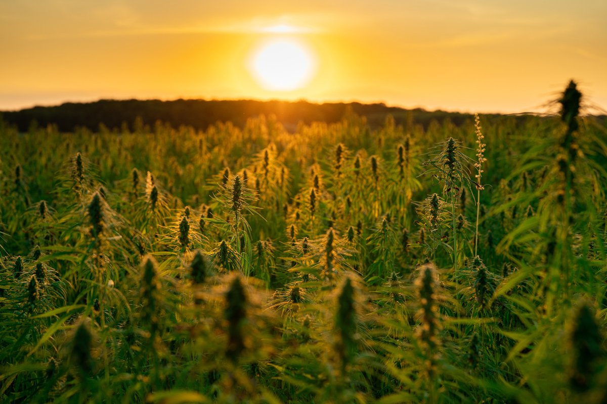 a field of hemp growing