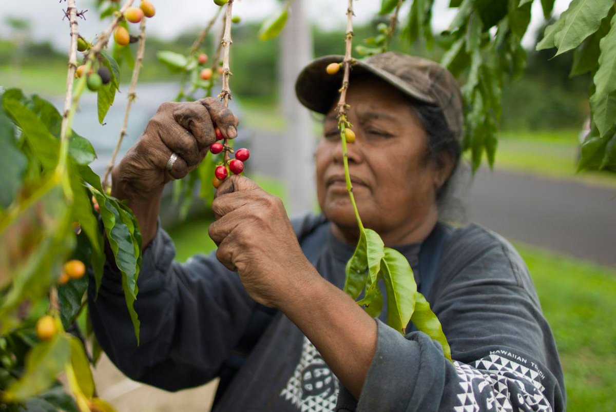 A woman harvests coffee on Kona. (Photo credit: Christopher Michel)