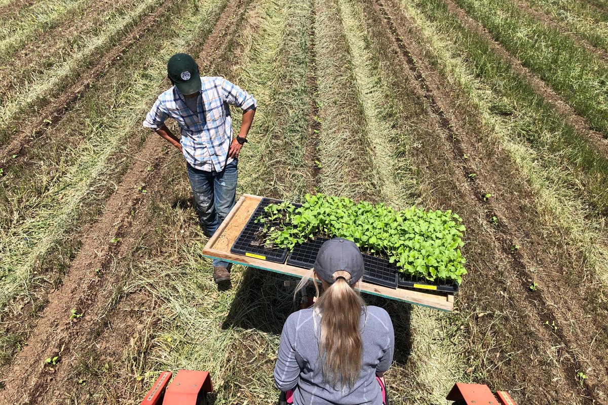 Transplanting melons in to high-residue beds on Full Belly Farm. (Photo courtesy of Full Belly Farm)