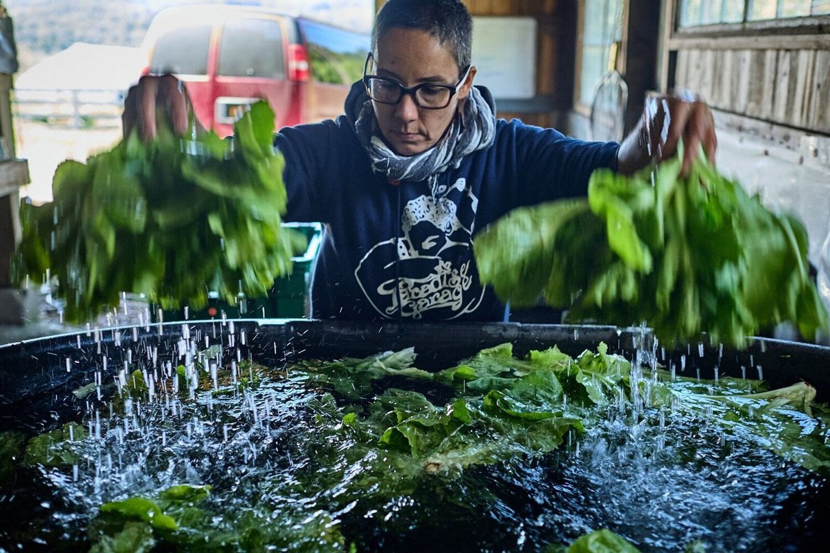 A queer farmer at Rock Steady Farm.