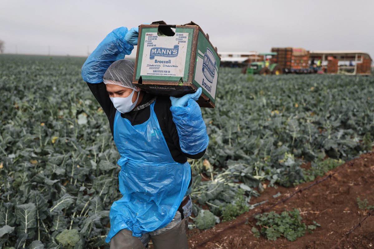 a migrant farmworker carries a box of broccoli in a farm field.