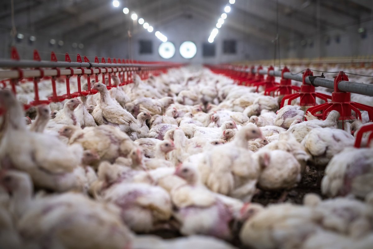 inside a large chicken barn or cafo