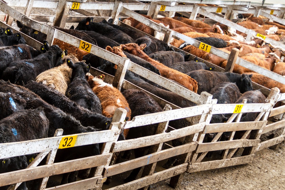 a bunch of cows corralled in pens being fed medically important antibiotics in their feed