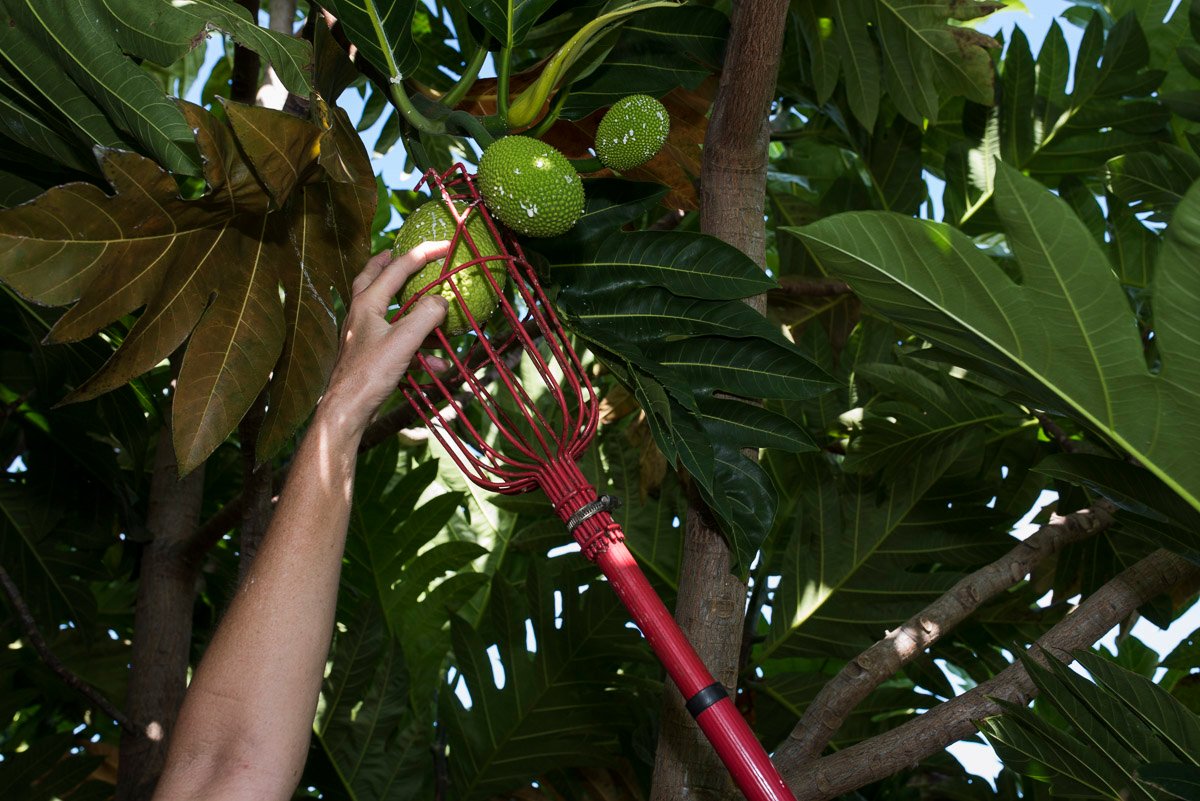 Harvesting 'ulu (Photo credit: Hawai'i 'Ulu Cooperative)