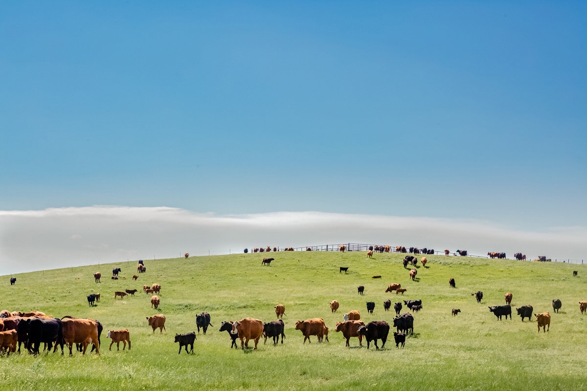 beef cows grazing instead of investing in a fake meat moonshot