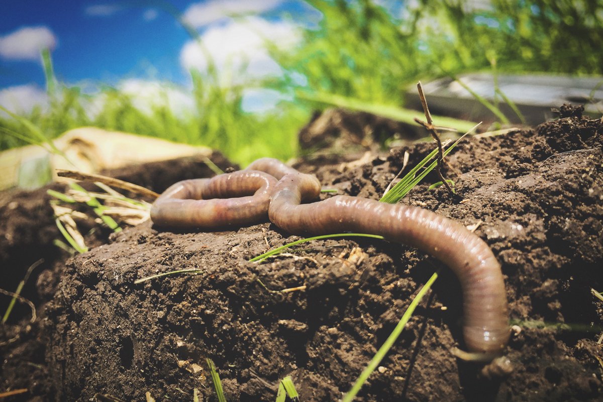 an earthworm crawling on healthy soil without pesticides