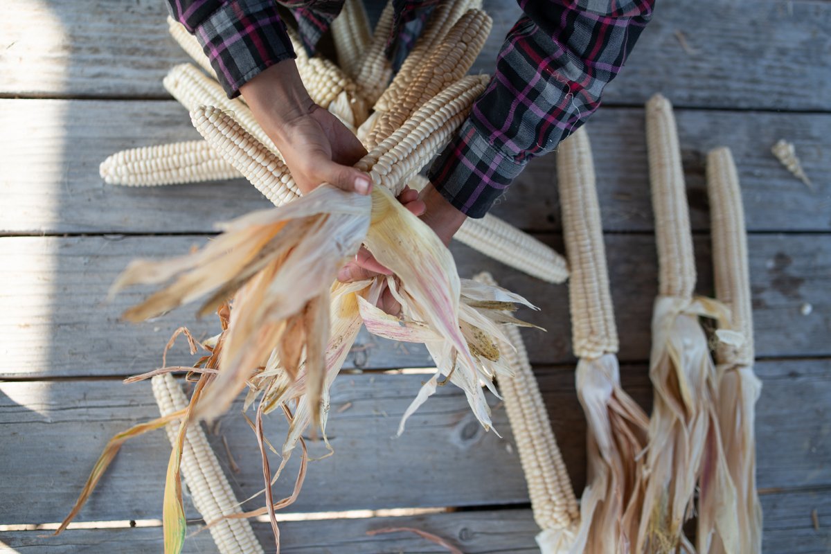 Grown by farmers with The Cultural Conservancy, Seneca Onëo white corn is braided for drying prior to shelling for seed and grinding for flour. Photo by Mateo Hinojosa, TCC