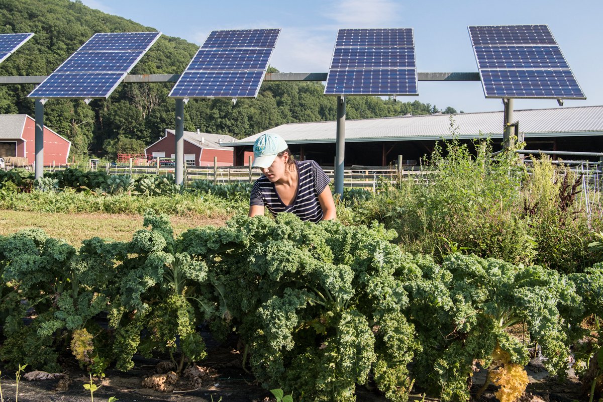 Umass grad student Kristin Oleskwwicz harvests vegetables growing under PV arrays at a test plot at the UMass Crop Animal Research and Education Center in South Deerfield, Massachusetts. (Photo CC-licensed by the National Renewable Energy Laboratory)