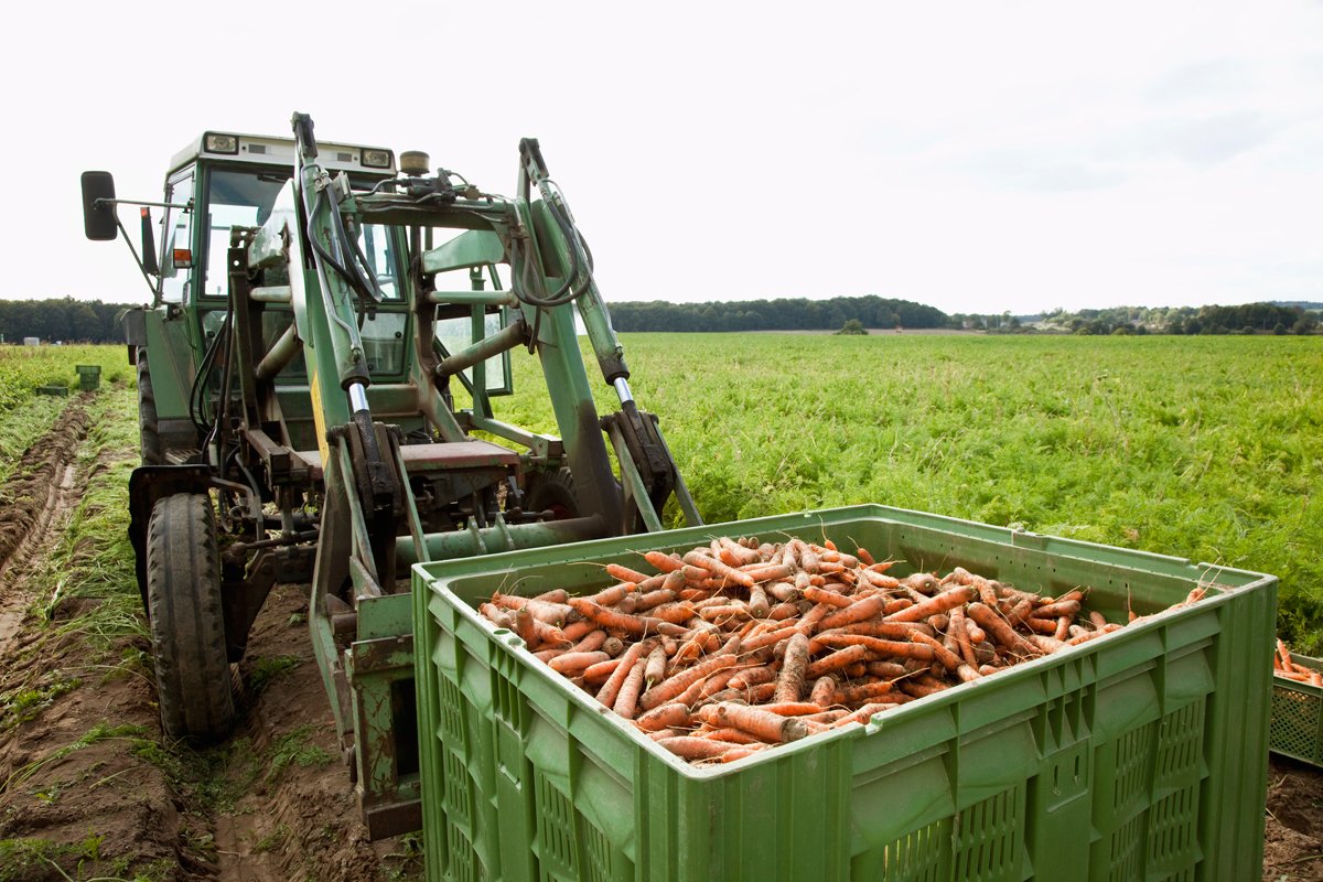 a tractor full of carrots is being loaded and transported from a field to a warehouse