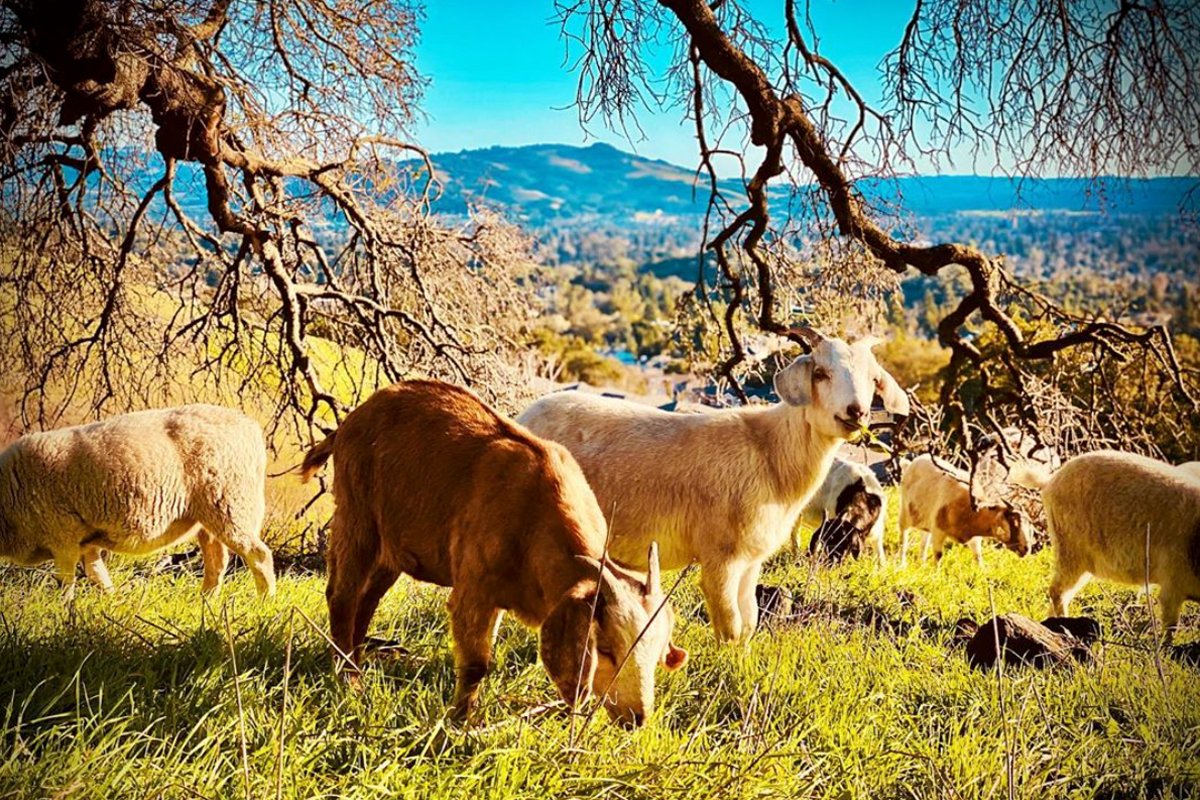 goats grazing down wildfire fuel in northern california