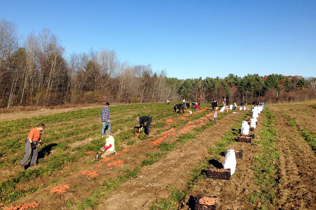 Gleaners at Salvation Farms in Morristown, Vermont. (Photo from Salvation Farms)