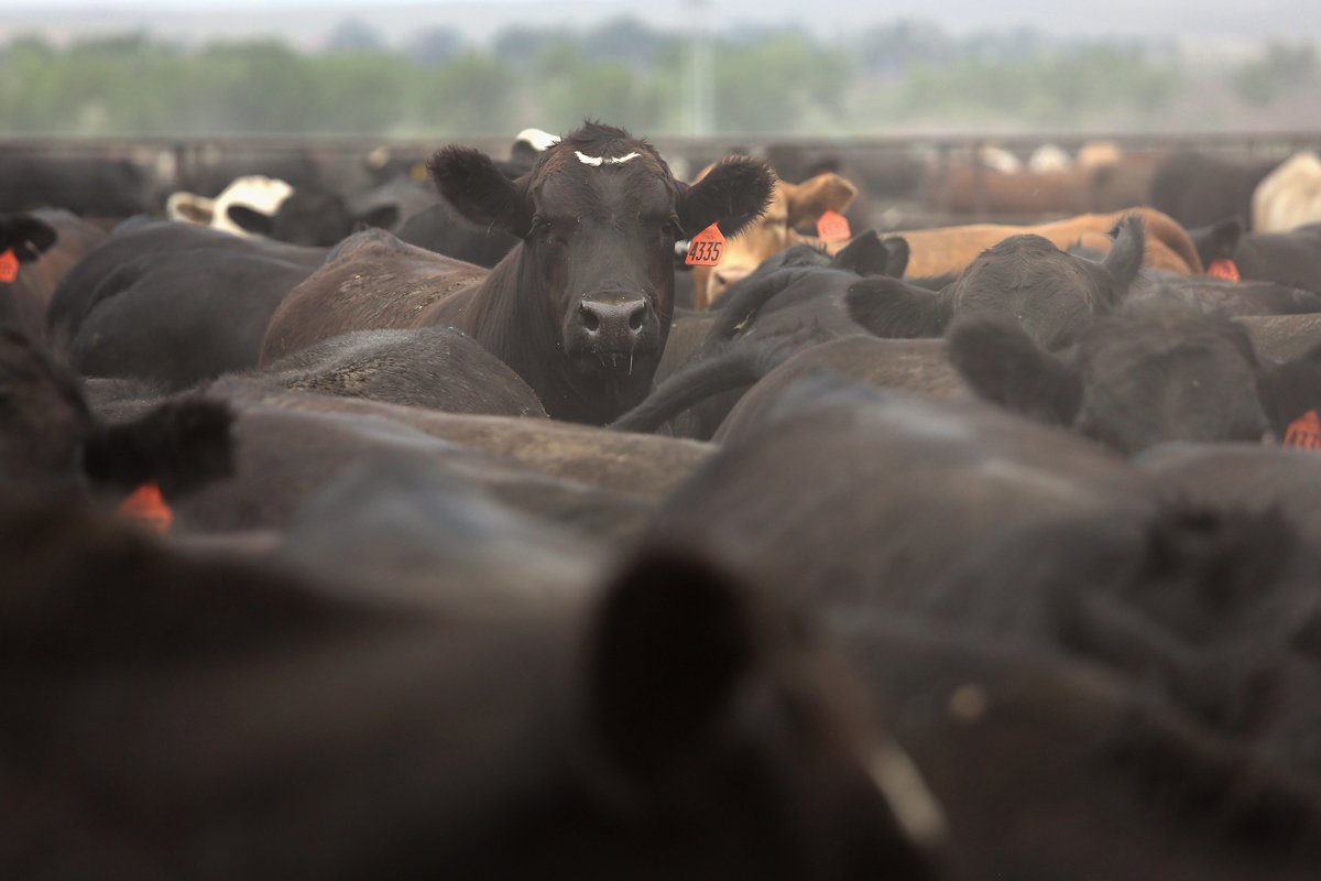 Cattle crowd inside a feedlot operated by JBS Five Rivers Colorado Beef on August 22, 2012 in Wiley, Colorado.