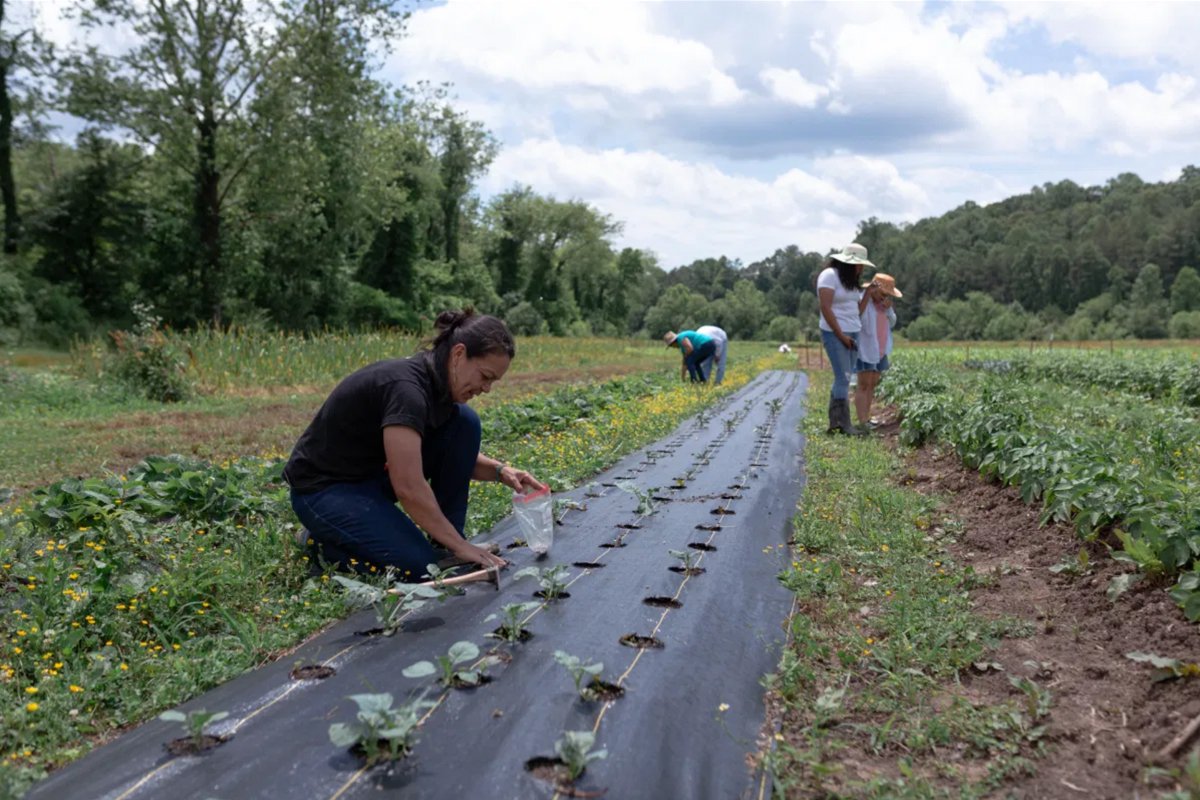 Delia Jovel and Latinx farmerss, members of Tierra Fertil Co-op, plant seeds and examine their crops on June 13, 2021 in Herdersonville, NC. (Photo by Juan Diego Reyes)