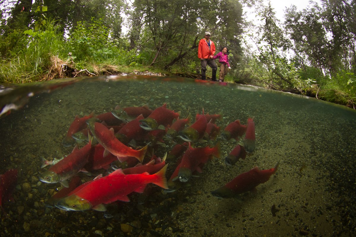 Two people observing sockeye salmon in a stream. (Photo credit: Jonny Armstrong)