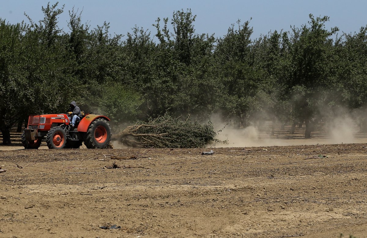 A worker uses a tractor to pull an uprooted almond tree at a farm near Mendota, California. As the California drought continues, Central California farmers are hiring well drillers to seek water underground for their crops.