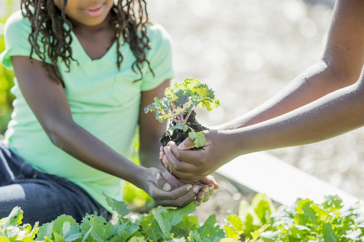 An adult and child, both people of color, are planting kale in the garden on a sunny day