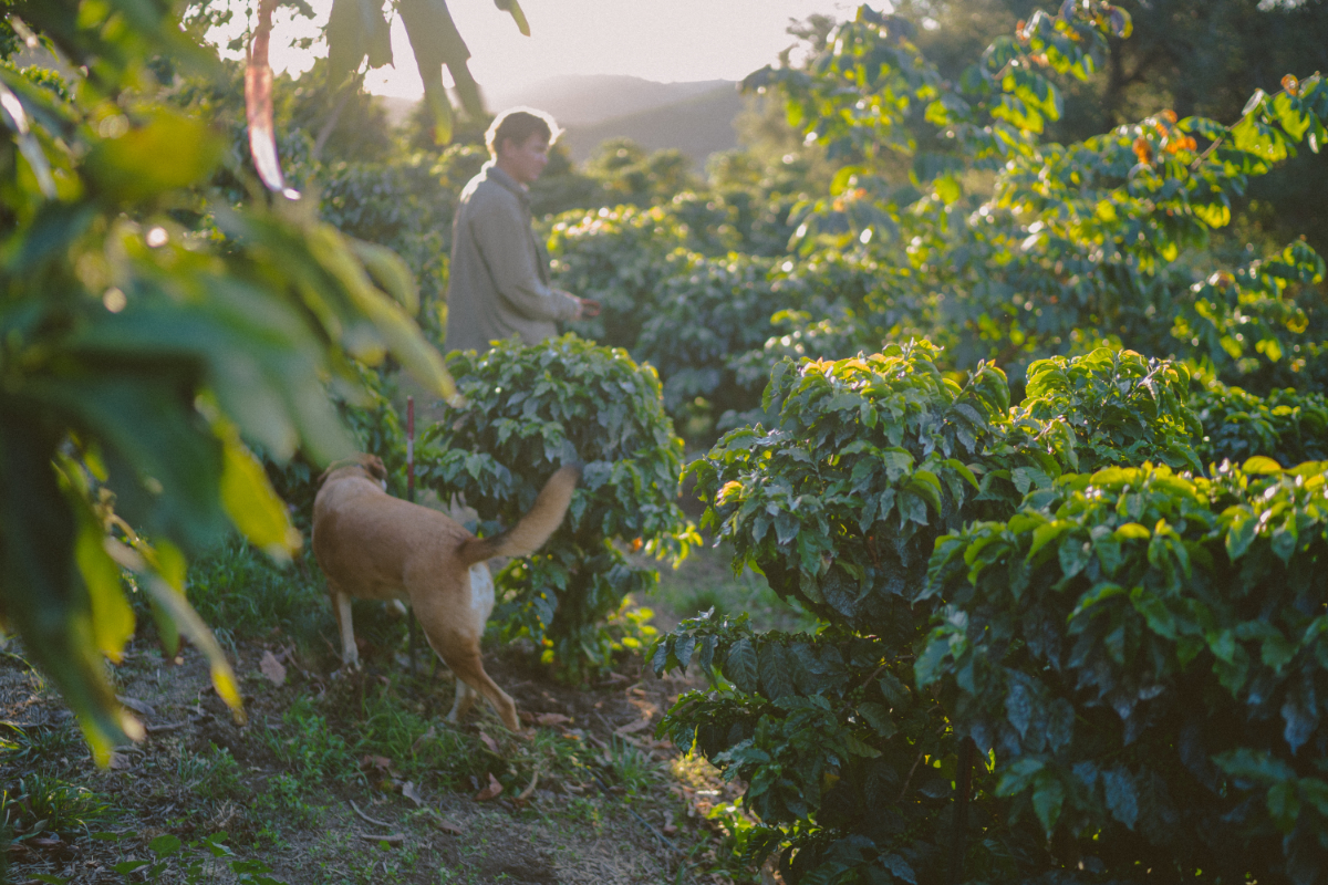 Jay Ruskey's Good Land Organics coffee farm in Goleta, California. (Photo credit: Alex Nye)