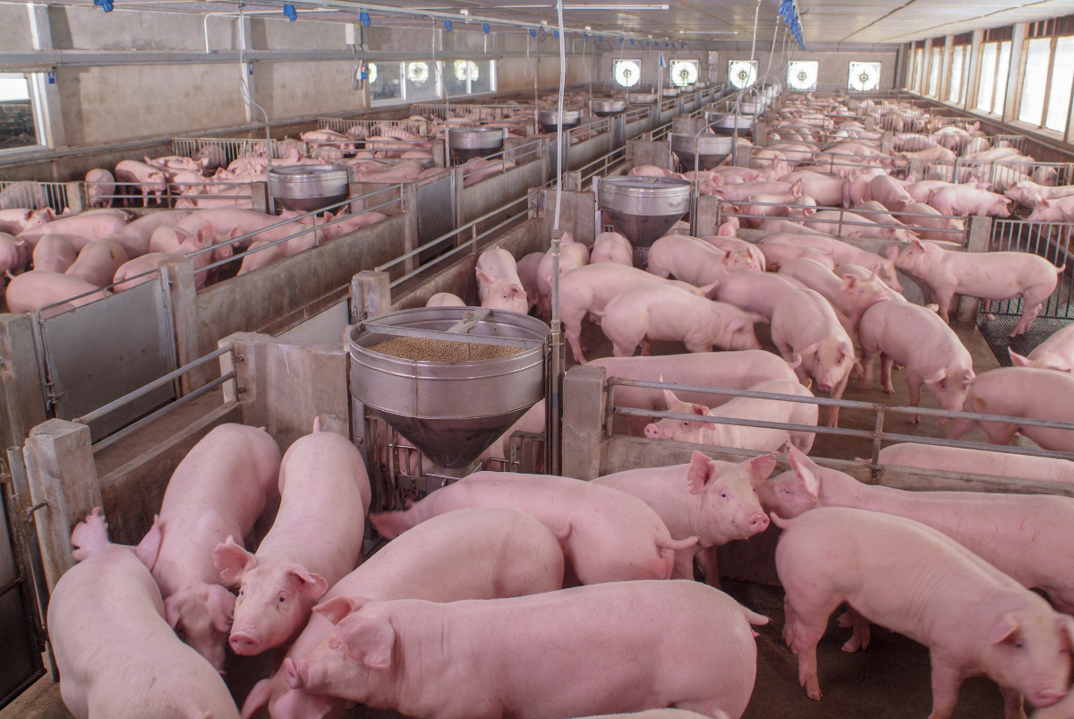 Hogs in a CAFO animal operation