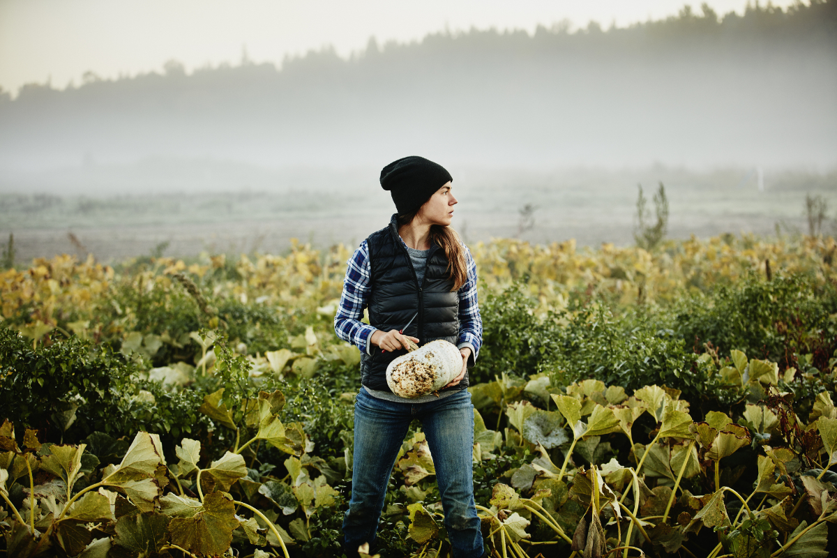 Female organic farmer standing in field on foggy fall morning harvesting squash