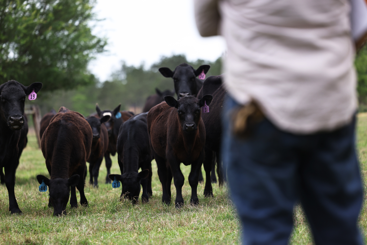 a farmer looks at his beef cows and wonders how they produce so much methane.