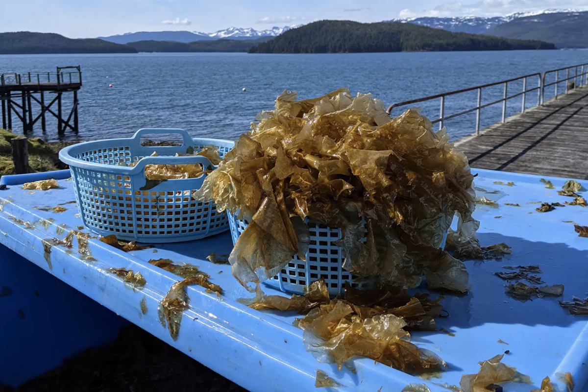 Sugar kelp remnants from Native Conservancy's test site in Simpson Bay, Prince William Sound. (Photo By Tesia Bobrycki)