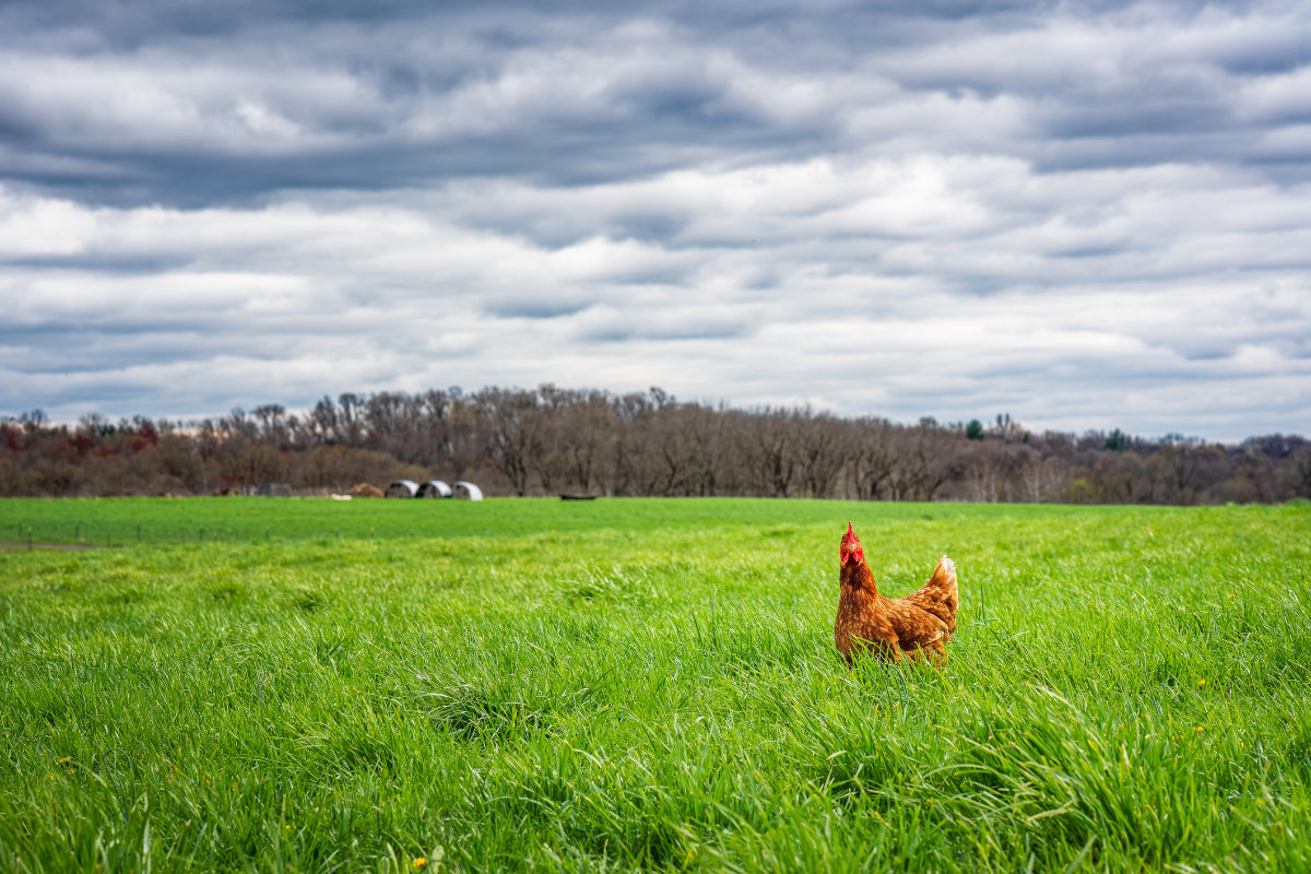 Farm grass field with chicken in foreground on poatrol with trees and barns in the background under and overcast sky.