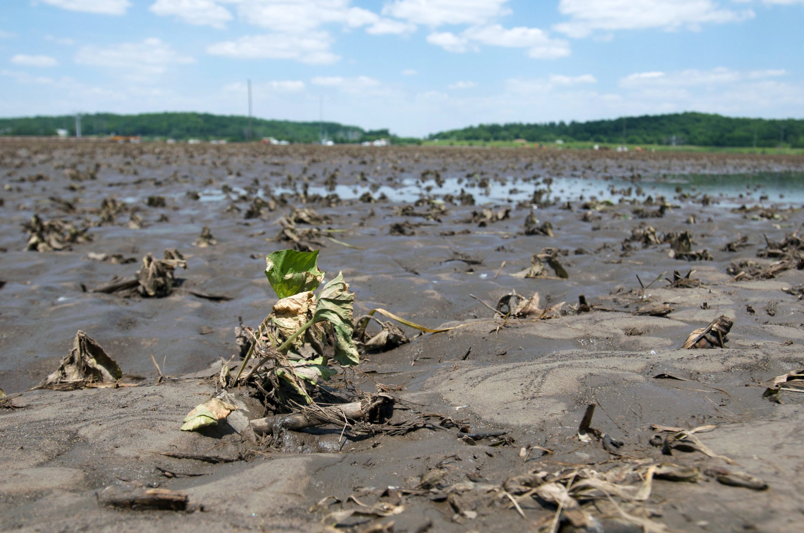 Flood damaged soybeans are seen on a farm on June 18, 2008 in Cedar Rapids, Iowa. (Photo by David Greedy/Getty Images)